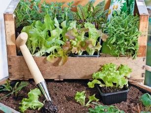 Salat-Parade im Hochbeet