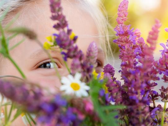 Pflanze des Jahres – Blüten- & Gewürzsalbei
