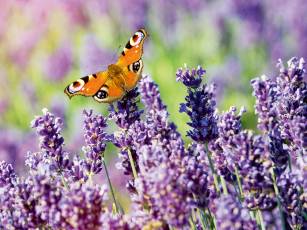 Naturnah und biodivers – ein Garten für Schmetterlinge