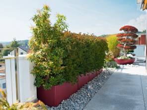 Immergrüne Gehölze – Lebendiger Sichtschutz