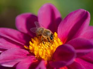 Ein Sommer voller Blumen