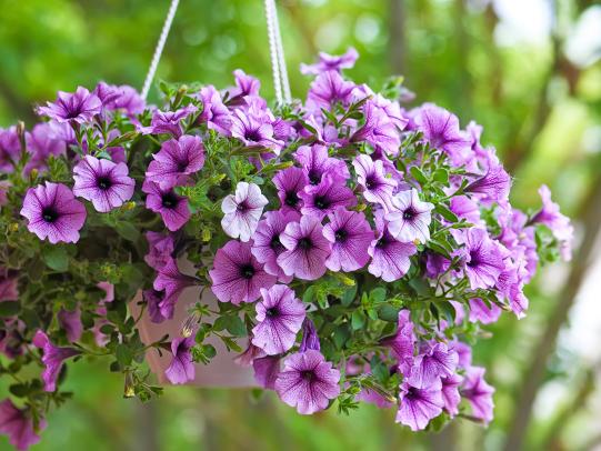 Sommerblumen in Ampeln