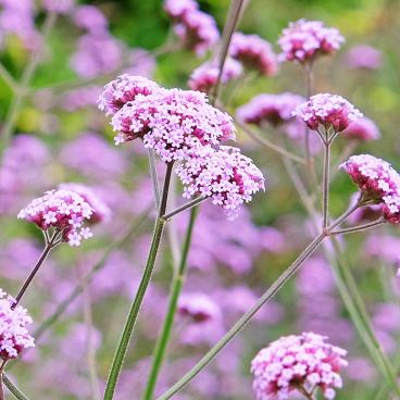 Patagonisches Eisenkraut