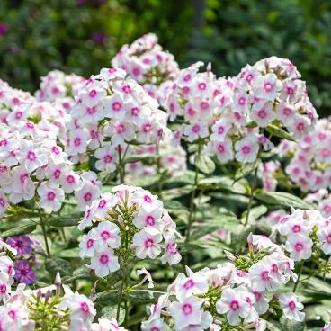 Hoher Sommerphlox (Phlox paniculata) Intensiver, süss-blumiger Duft, besonders am Abend gut wahrnehmbar. Bevorzugt sonnige Standorte und frische, nährstoffreiche Böden. Ideal für Sitzplätze und Wege. 