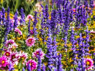 Duft und Farbe für heisse Tage – Sommergarten der Sinne