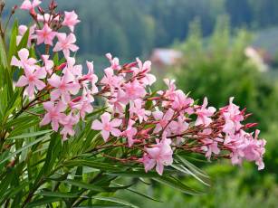 Mediterrane Sonnenanbeter