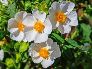 Pflanzen für Trockenheit und Hitze