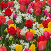 Tulpen und Narzissen