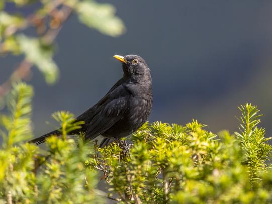 (Wild-)Hecken – Natürlicher Sichtschutz