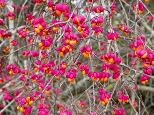 Einheimische Gehölze – Schöne Schweizer