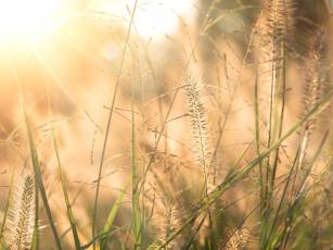 Ziergräser – Elegant und verspielt