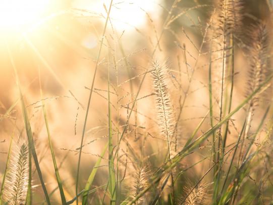 Ziergräser – Elegant und verspielt