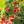 Himbeeren