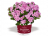 Engllisch Geranium Pink