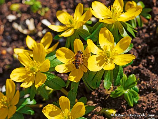 Winterling (Eranthis hyemalis)