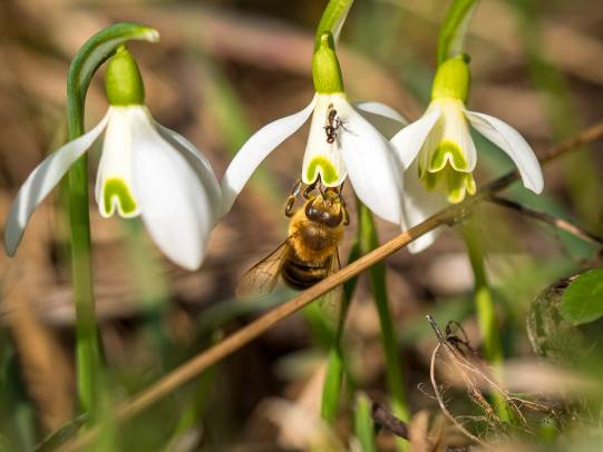 Schneeglöckchen (Galanthus nivalis)