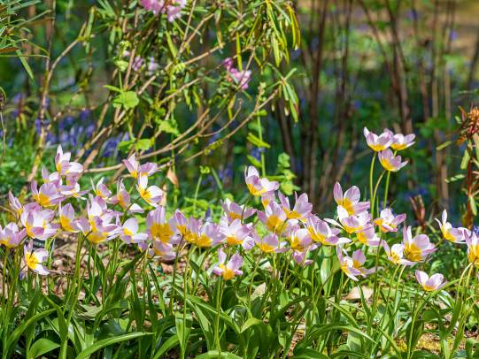 Wild-Tulpen (Tulipa)