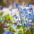 Blaustern (Scilla siberica)