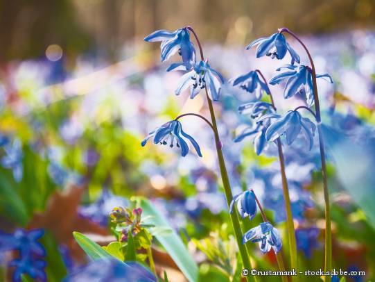 Blaustern (Scilla siberica)