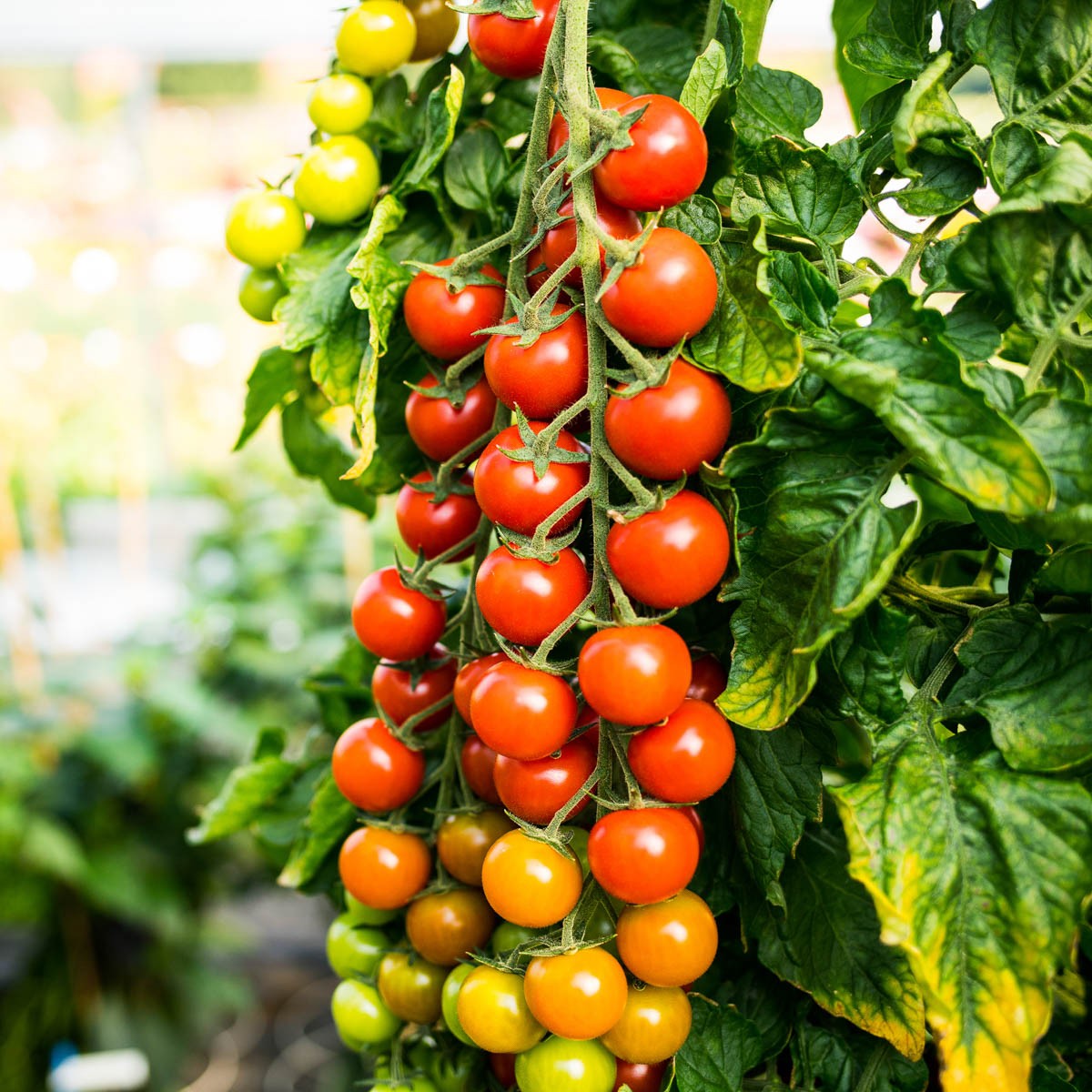 Meldung: Veredelte Tomaten sind da - Garten Center Säriswil