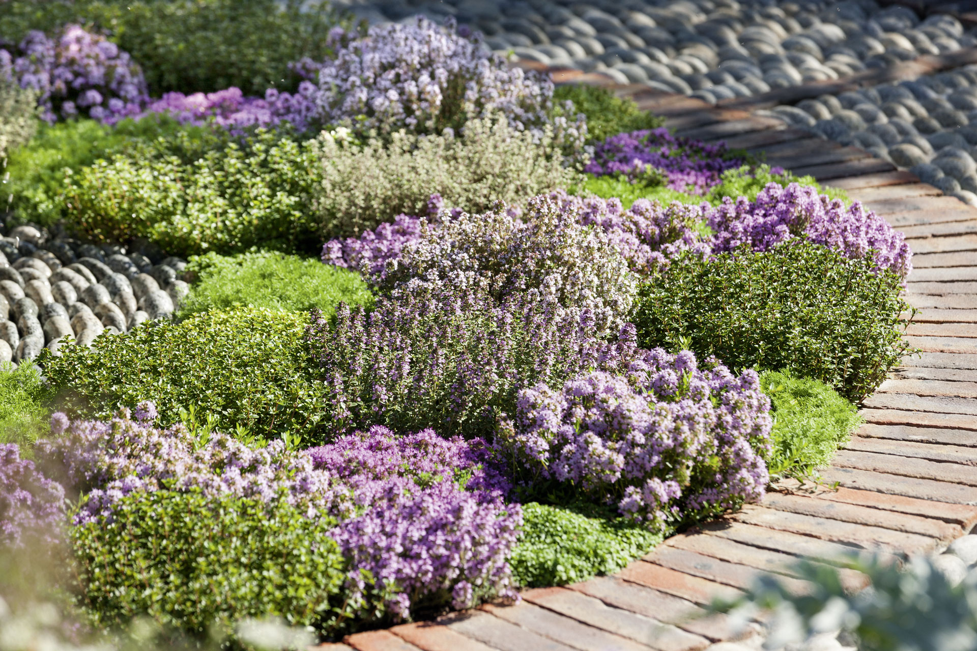Thymian Erlebnis Fur Alle Sinne Garten Center Saeriswil