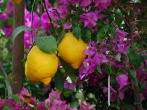 Wir überwintern Ihre Pflanzen fachgerecht