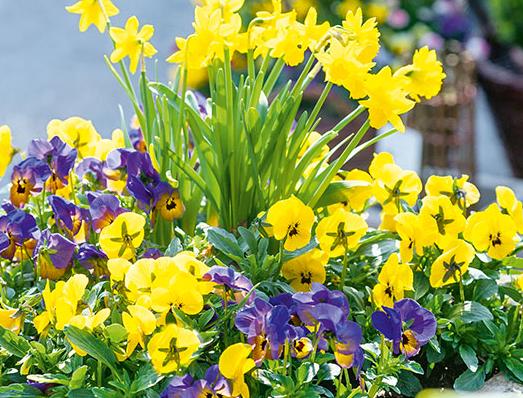 Narzissen, Stiefmütterchen