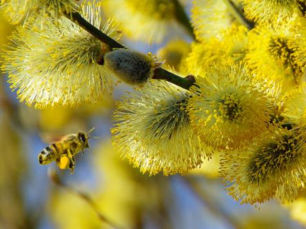 Weidenkätzchen