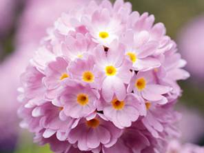 Primeln in allen Farben