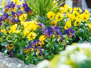 Fröhliche Kombinationen