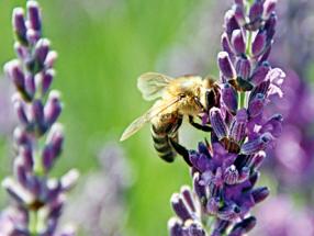 Lavendel (Lavandula)