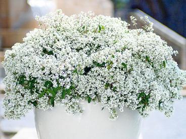 (4) Zauberschnee Diamond Star