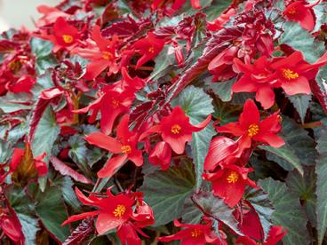 (5) Hänge-Begonien