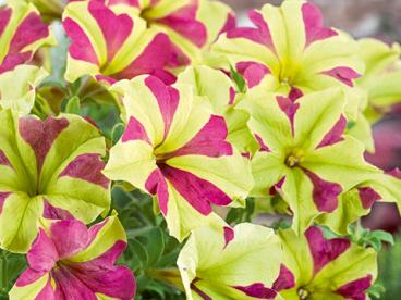 (8) gesternte Petunie