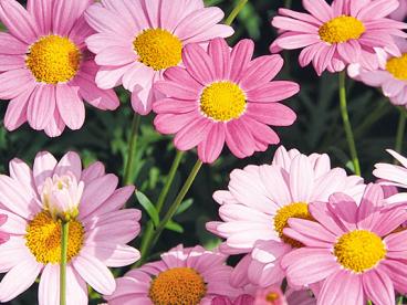 (1) Margerite Bubblegum Blast