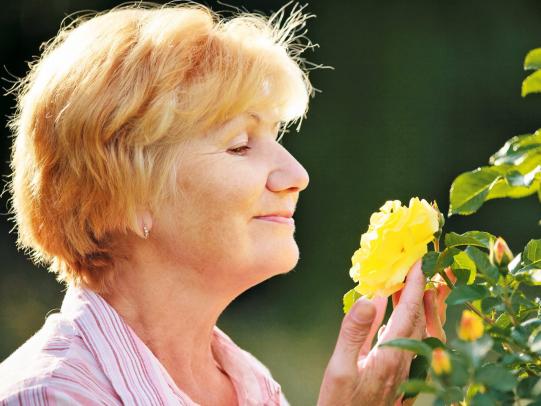 Rosenduft liegt in der Luft