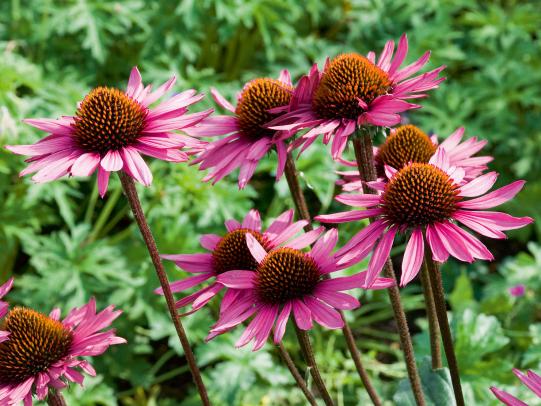 Roter Sonnenhut - Echinacea purpurea