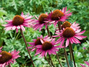 Roter Sonnenhut - Blütenstaude und Heilpflanze
