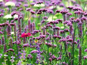 Lange Blütezeit: Dauerblüher für Ihren Garten