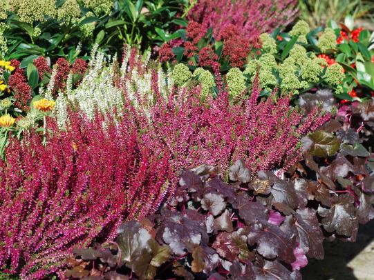 Herbstblumen und -Pflanzen