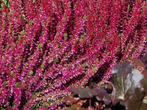 Farbiger Herbst auf Balkon und Terrasse