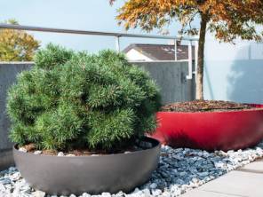 Formvollendete Gehölze für Terrasse und Sitzplatz