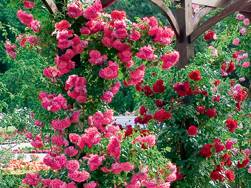 Märchenhafte Kletterrosen