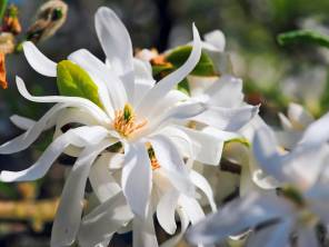 Frühlings-Blütenzauber