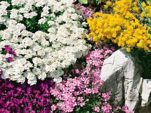 Blühende Juwelen im Steingarten