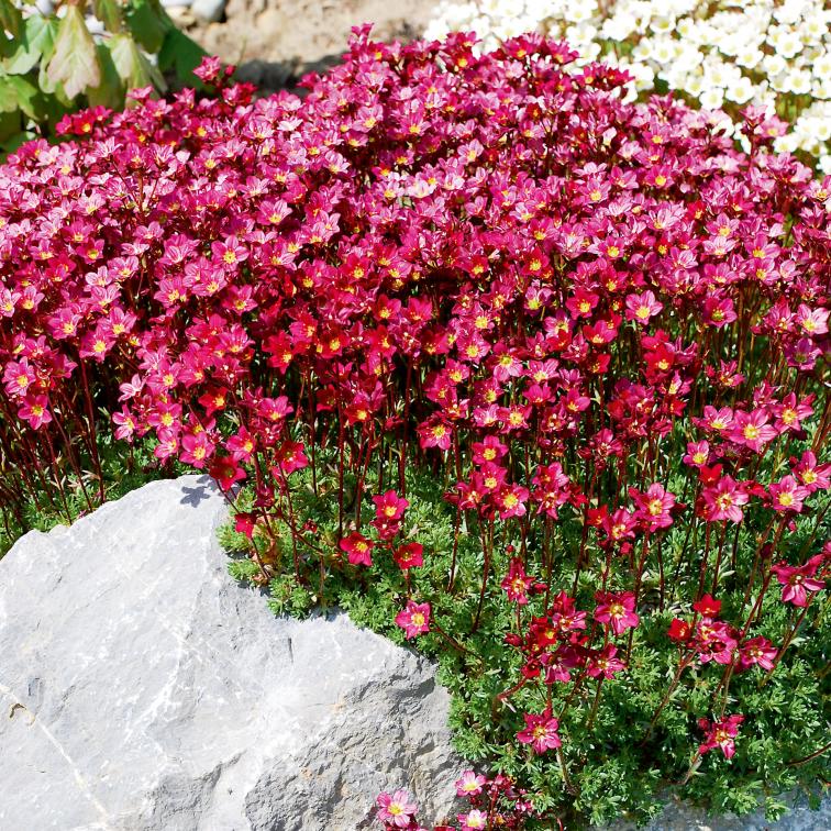 Meldung Bluhende Juwelen Im Steingarten Garten Center Sariswil