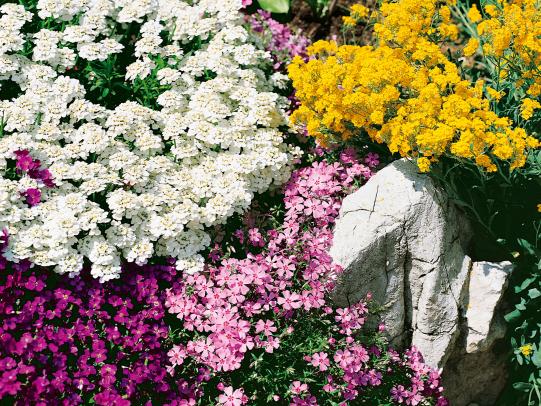 Juwelen im Steingarten