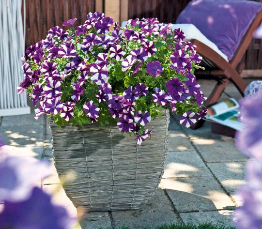 Sommerblumen auf Terrasse