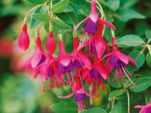 Fuchsien – Schönheiten im Rüschenrock