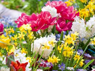 Blumenzwiebeln in Gefässe pflanzen